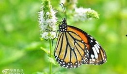 国产采精小蝴蝶,探寻自然之美与科技创新的完美融合